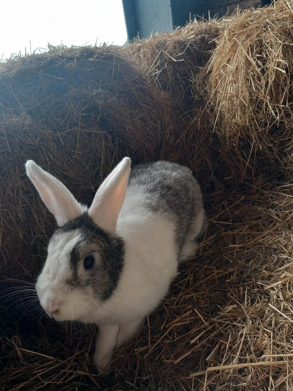 Dwergkonijn te koop, Dieren en Toebehoren, Konijnen, Vrouwelijk, Dwerg