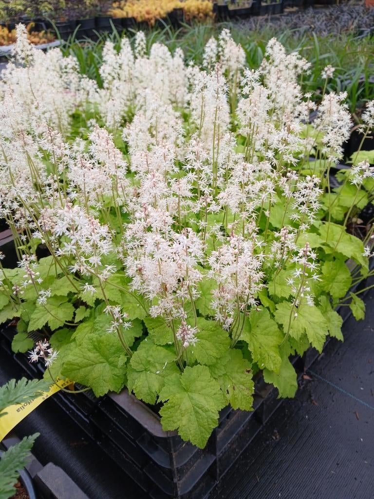 Tiarellia cordifolia - Schuimkaars, Tuin en Terras, Planten | Tuinplanten, Ophalen of Verzenden, Overige soorten, Halfschaduw