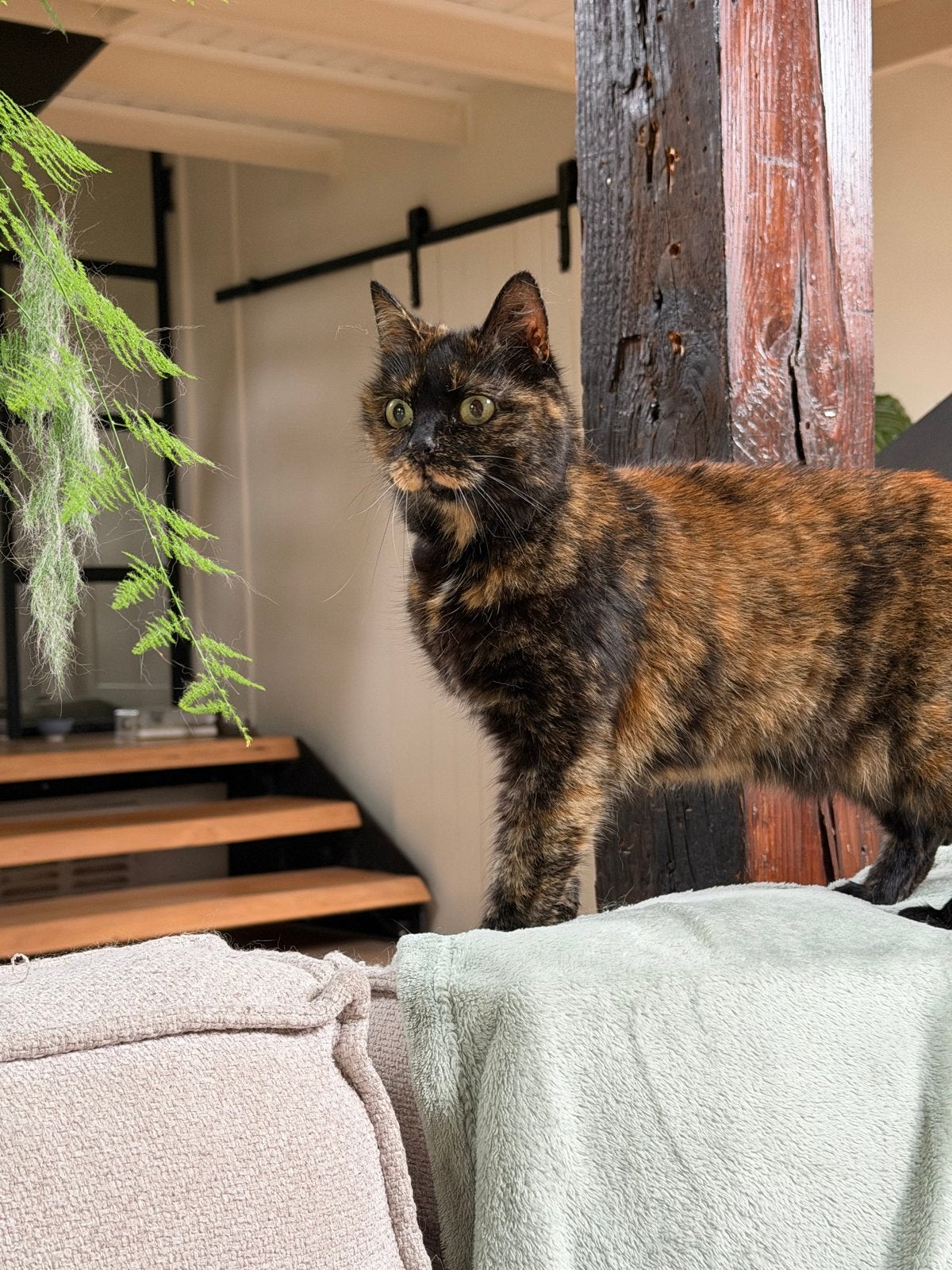 Ontzettende lieve poes zoekt fijn huisje (zonder katten), Poes