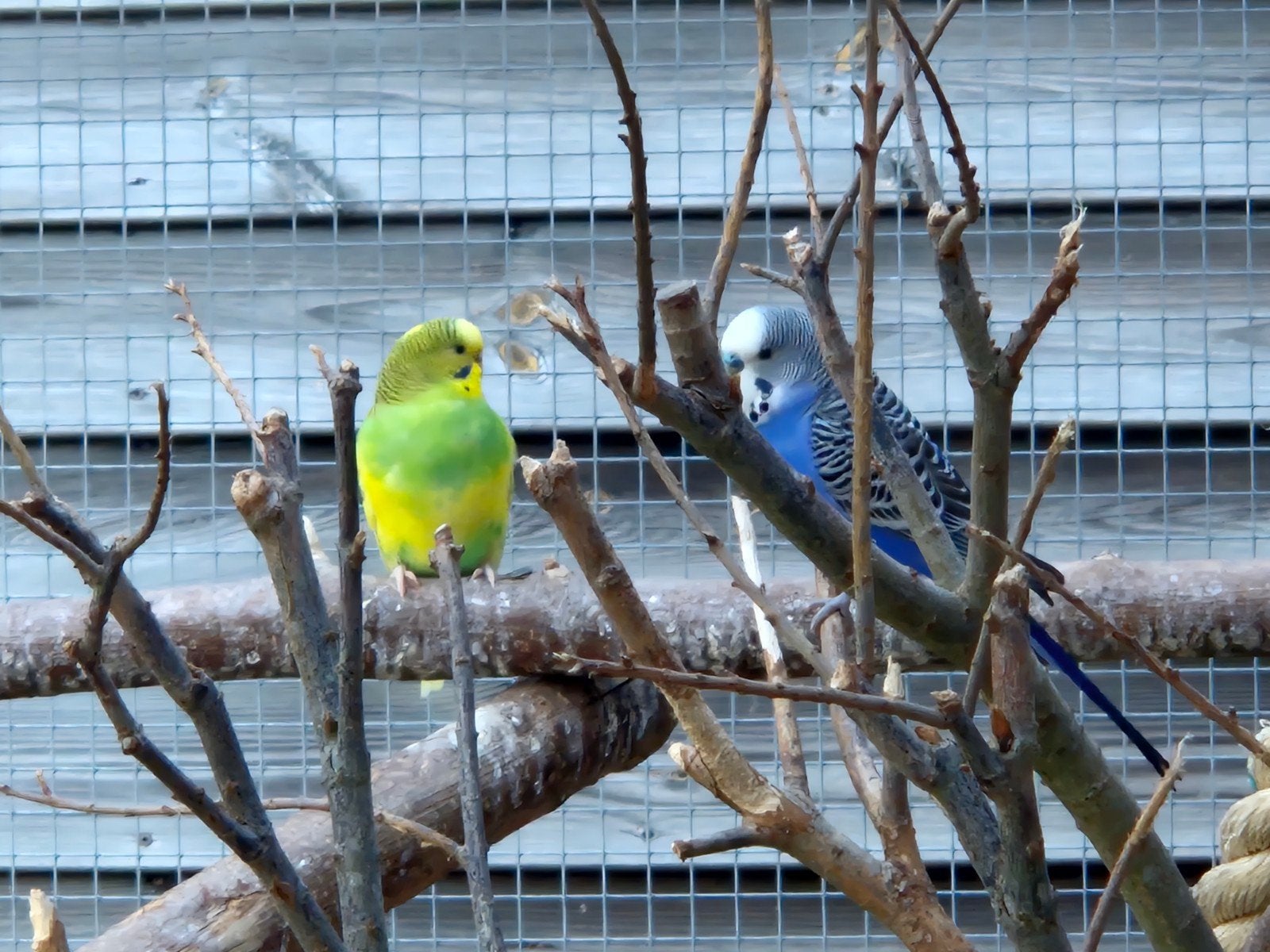 Meerdere grasparkieten en zebravinken, Meerdere dieren, Parkiet