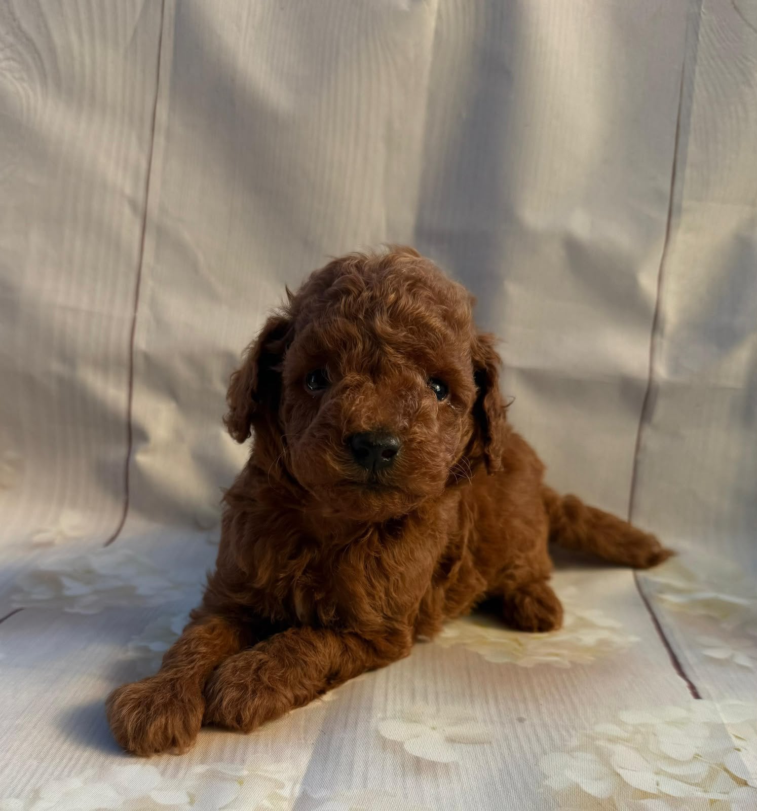 Mini Toypoedel reutje, Dieren en Toebehoren, Poedel, Reu, 8 tot 15 weken, Parvo