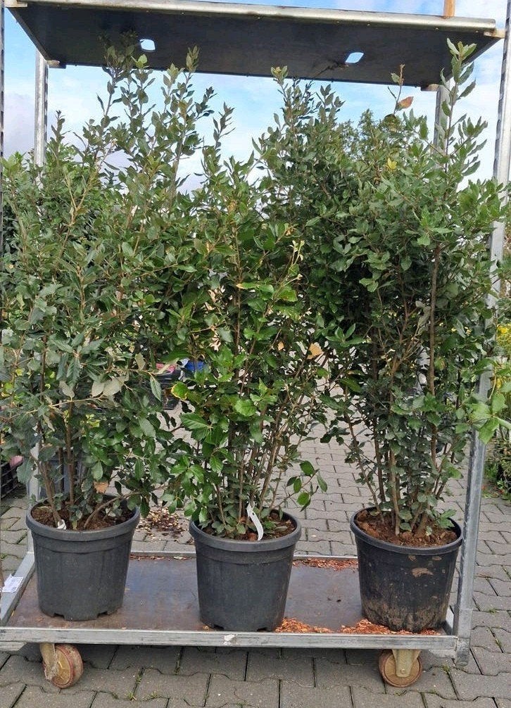 Quercus ilex - Steeneik 125-150 cm meerstammig, In pot, Halfschaduw, 100 tot 250 cm, Zomer
