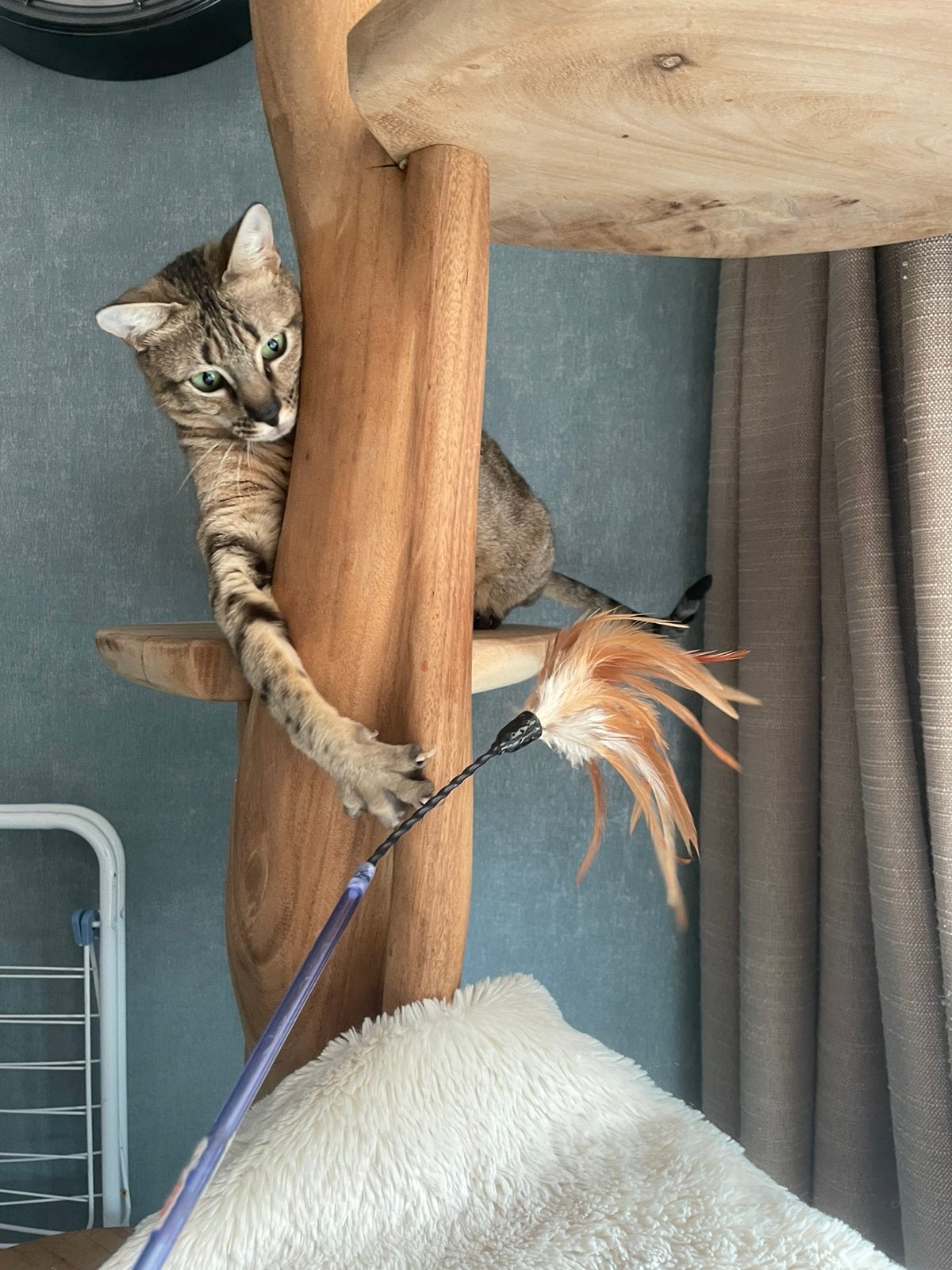 Herplaatser savannah, Poes, Met stamboom, 0 tot 2 jaar