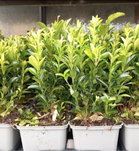 Haagplantjes te koop aangeboden!!, Ophalen, Overige soorten, Haag, Minder dan 100 cm