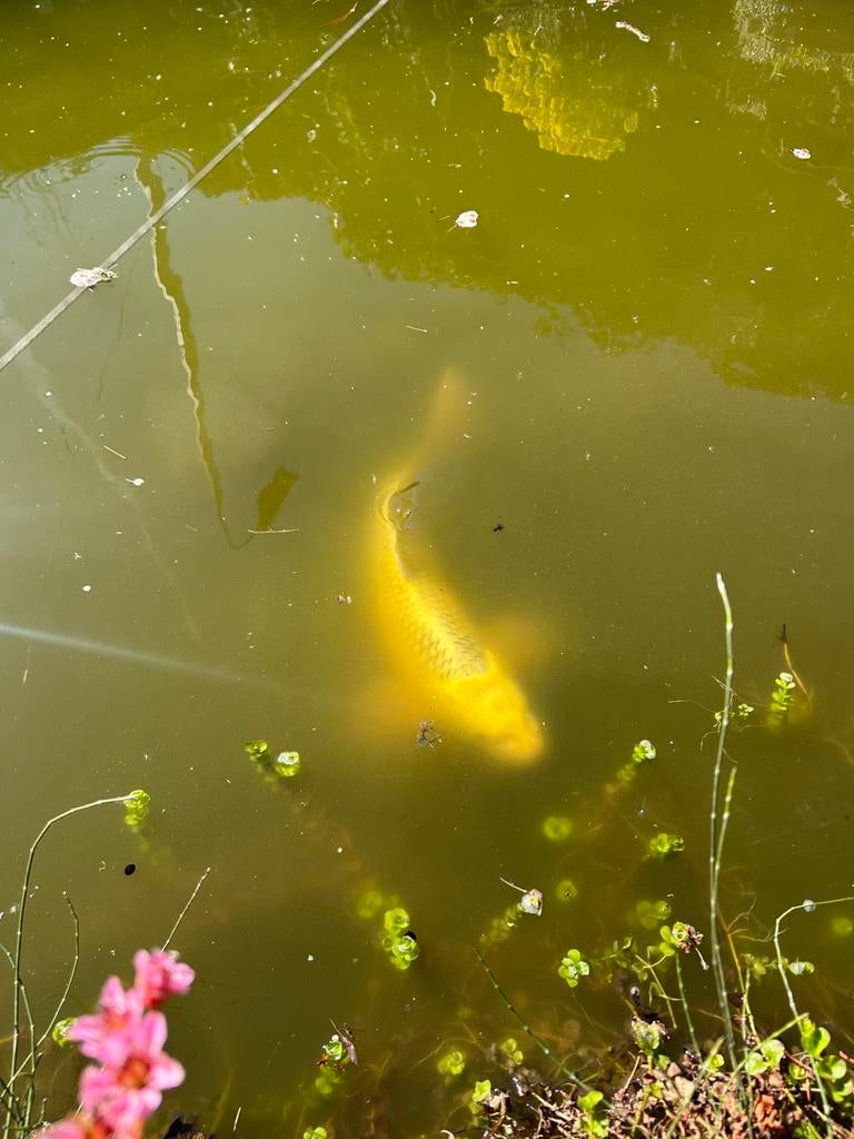 Grote goudgele koi karper, Karper of Koi