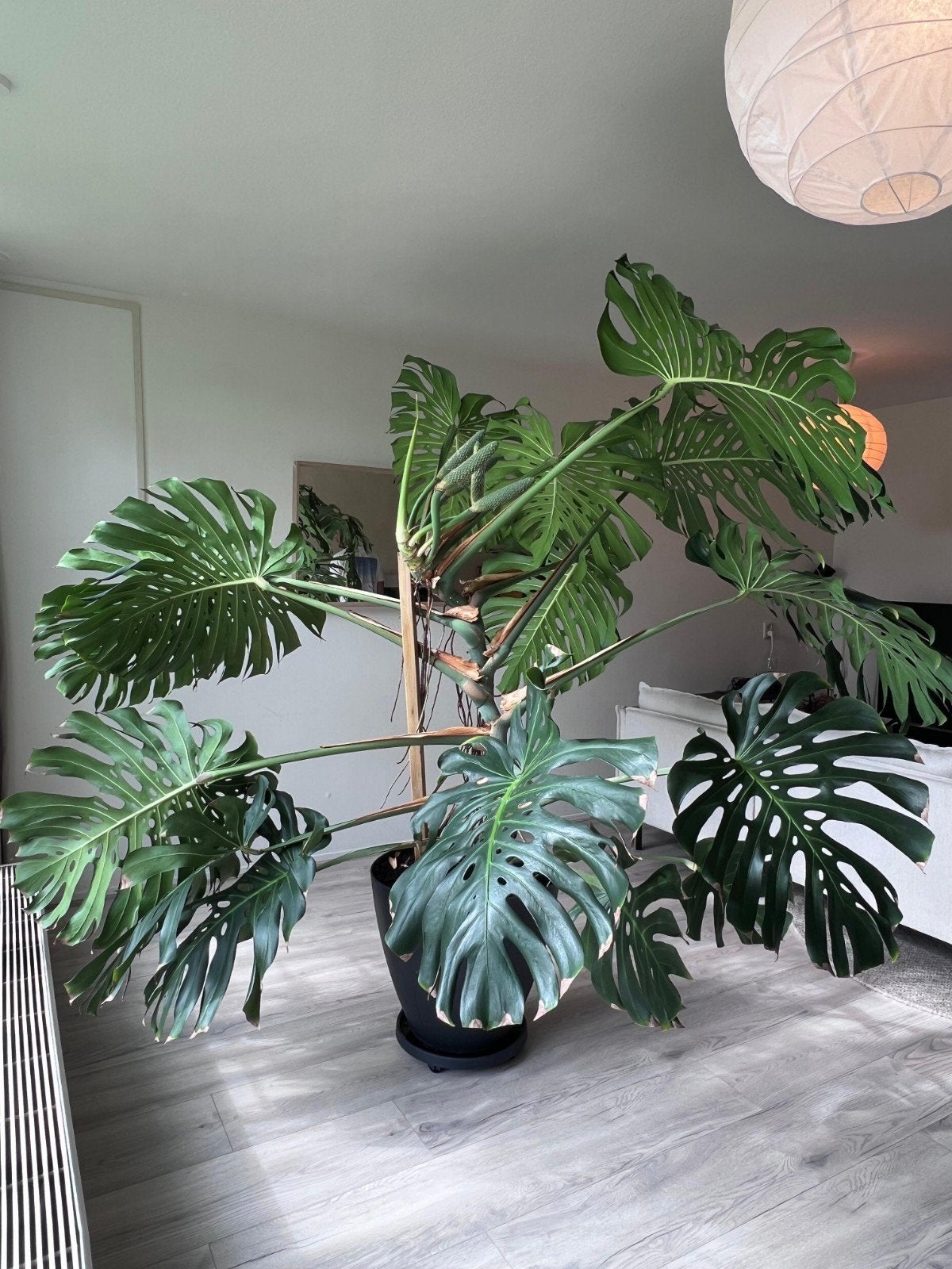 Grote Monstera Deliciosa met 5 zaadkolven xxl 260x210x200cm, Ophalen, Halfschaduw, 200 cm of meer