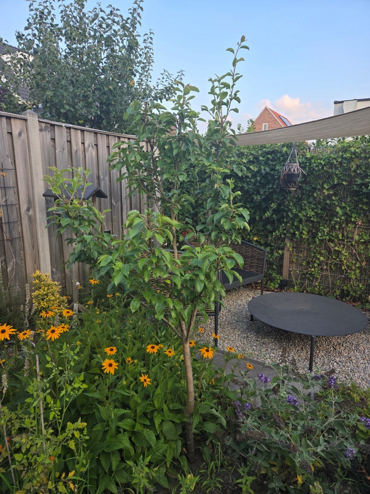 Perenboom Conference, Ophalen, Overige soorten, 100 tot 250 cm