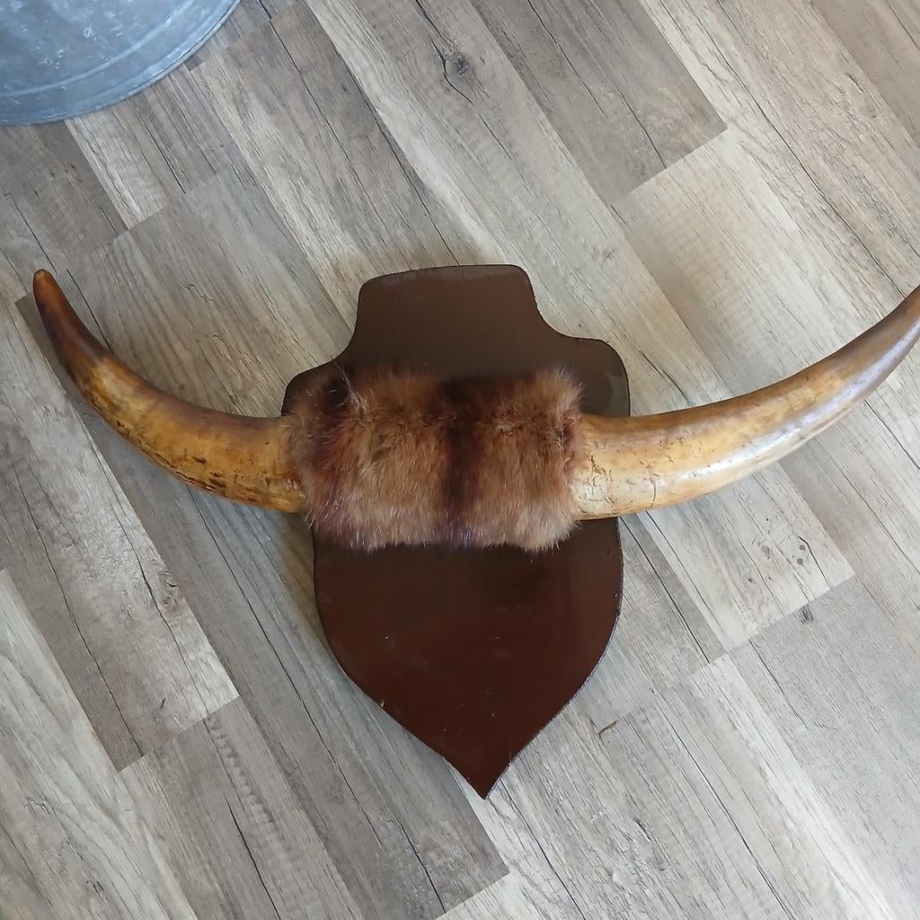 Wandtrofee hoorns stier/rund. Bullbar, Ophalen of Verzenden, Hert