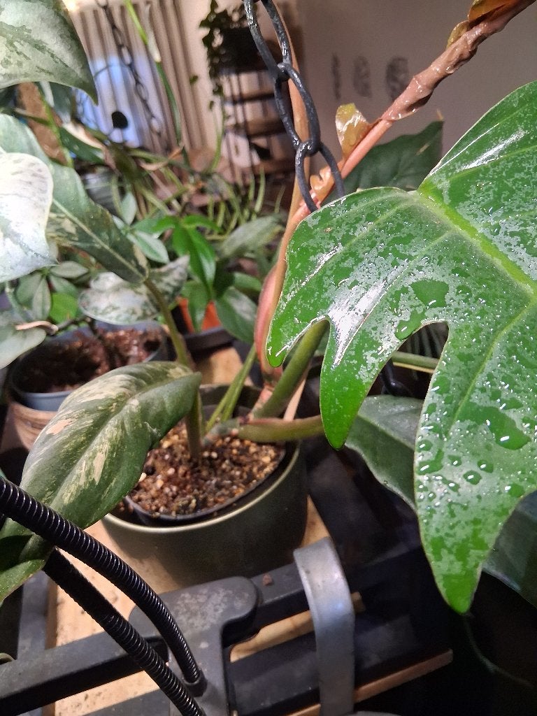 Philodendron Florida Green - Prachtige Kamerplant, Ophalen, Overige soorten, Halfschaduw, Minder dan 100 cm