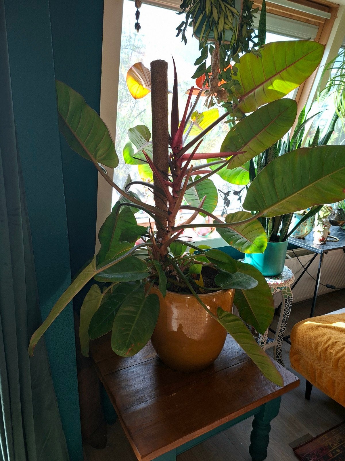 Grote Philodendron kamerplant met mosstok in pot, Ophalen, 100 tot 150 cm, Overige soorten, Halfschaduw