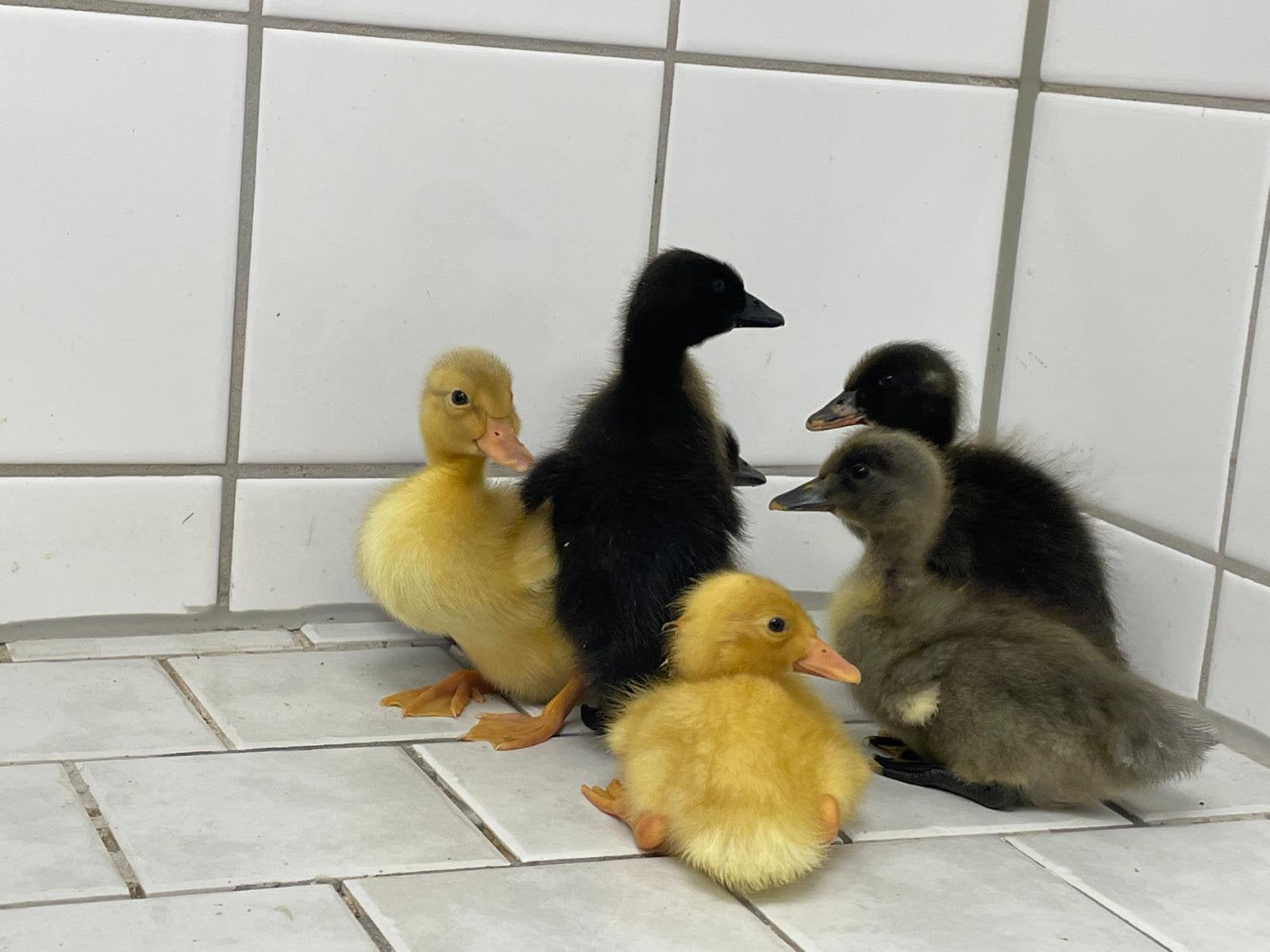 Loopeenden kuikens/pulletjes, Geslacht onbekend, Eend