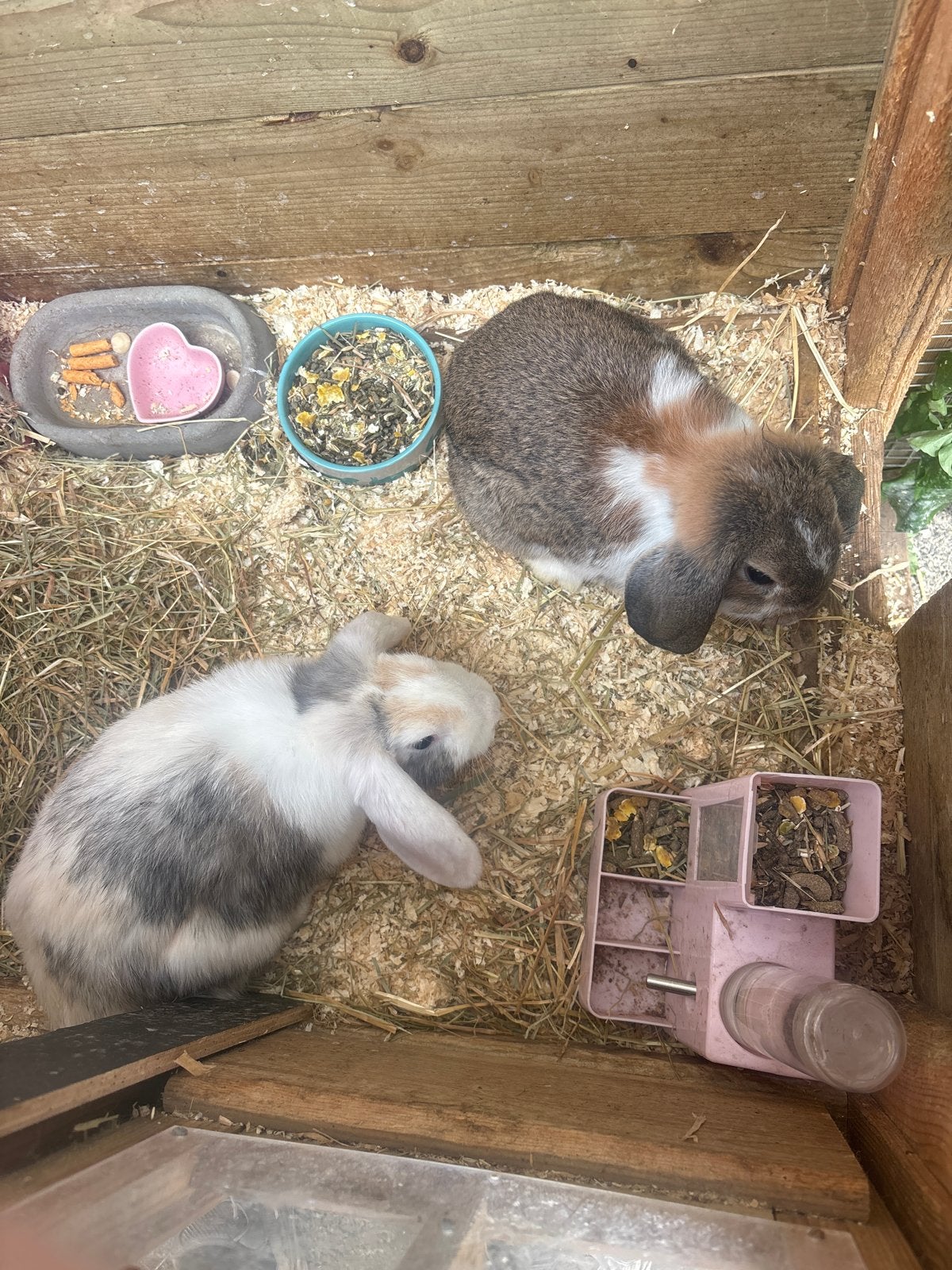 Lieve konijnen 3 maanden oud, Dieren en Toebehoren, Meerdere dieren
