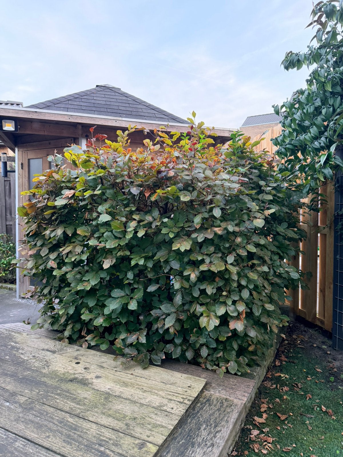 GRATIS - Rode beukenhaag (bestaande uit ca. 12 planten), Tuin en Terras, Ophalen, Halfschaduw, Overige soorten, Lente
