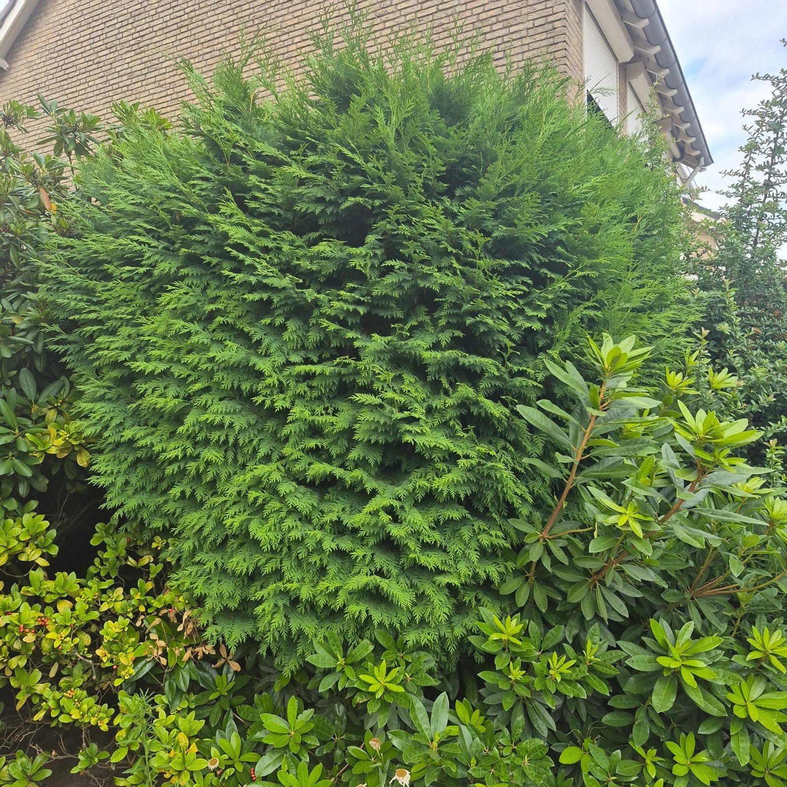Thuja plicata 'Atrovirens' - Reuzenlevensboom gratis zelf ui, Volle zon, Vaste plant, Bloeit niet, Ophalen