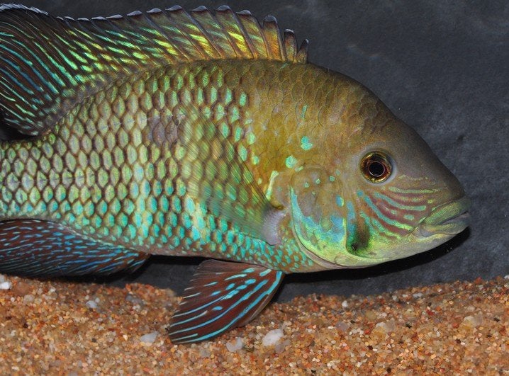 Zuid Amerikaanse Cichliden: Andinoacara stalsbergi Rio Pisco, Dieren en Toebehoren, Vis, Zoetwatervis