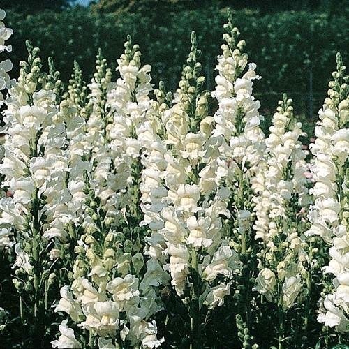 Zaden Antirrhinum majus Snowflake, Verzenden, Volle zon