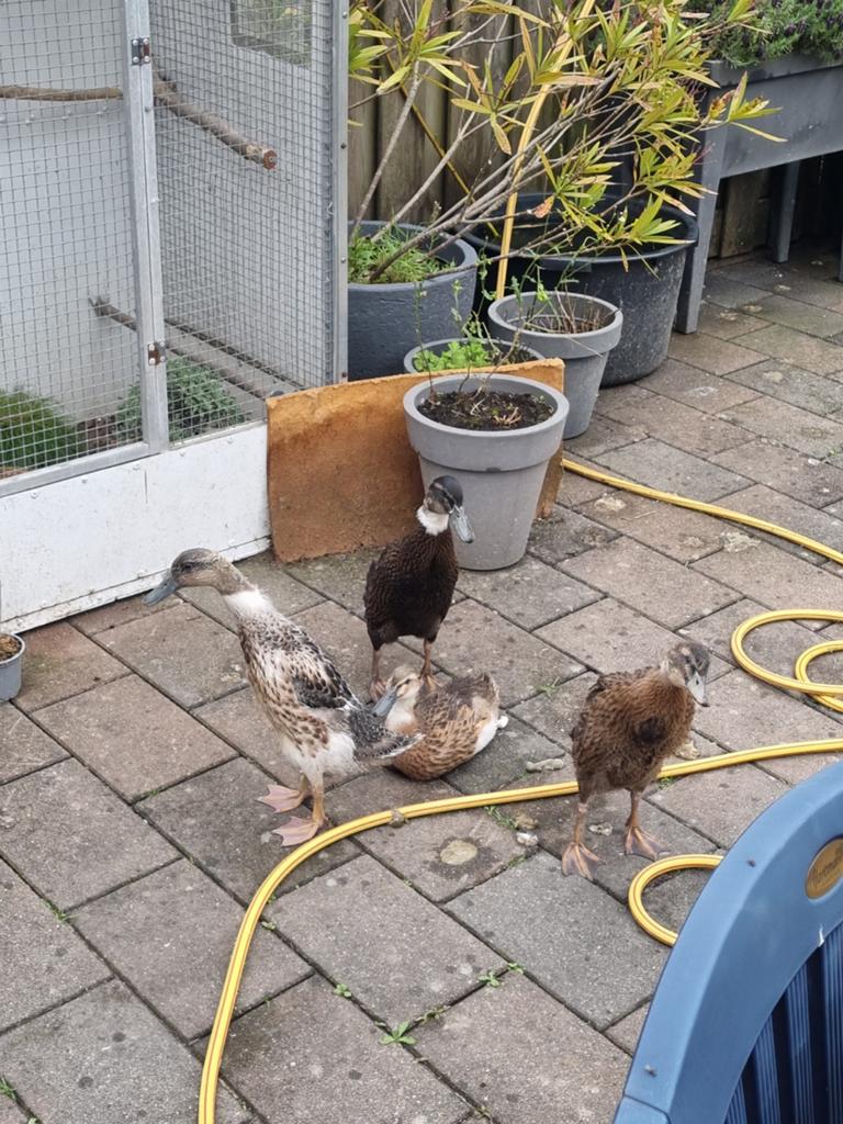 Indische loopeenden, Dieren en Toebehoren, Pluimvee, Meerdere dieren, Eend