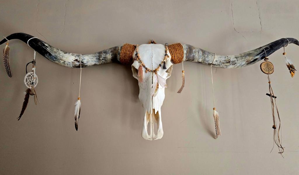 Texas Longhorn, Ophalen of Verzenden
