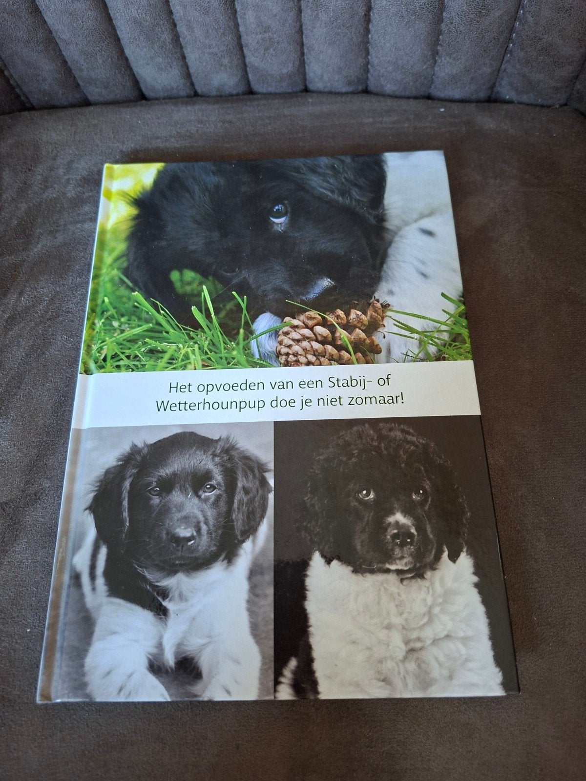 Er komt een pup in huis! Opvoeden Staby- of Wetterhounpup, Ophalen of Verzenden, Zo goed als nieuw, Honden, Nederlandse Vereniging voor Staby- en Wetterhounen