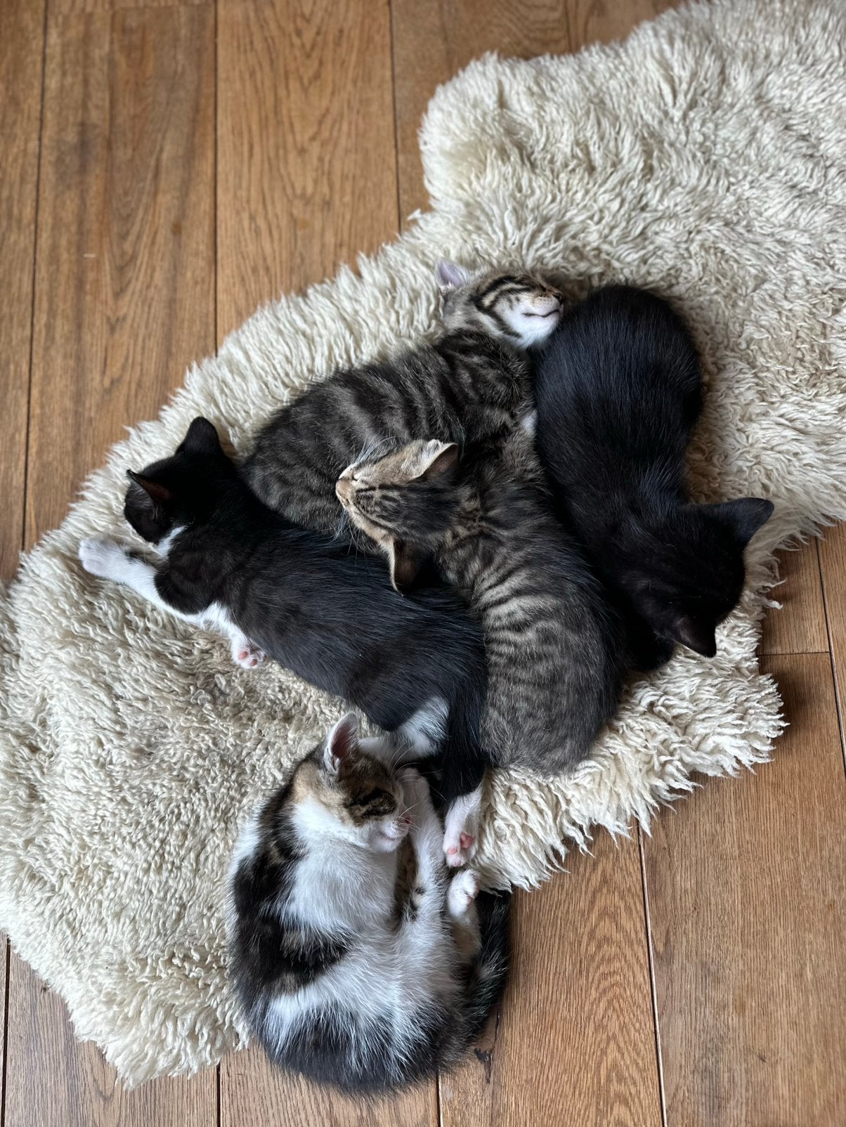 Kittens, cypers, zwart, zwart/wit, Dieren en Toebehoren, Katten en Kittens | Overige Katten, Meerdere dieren
