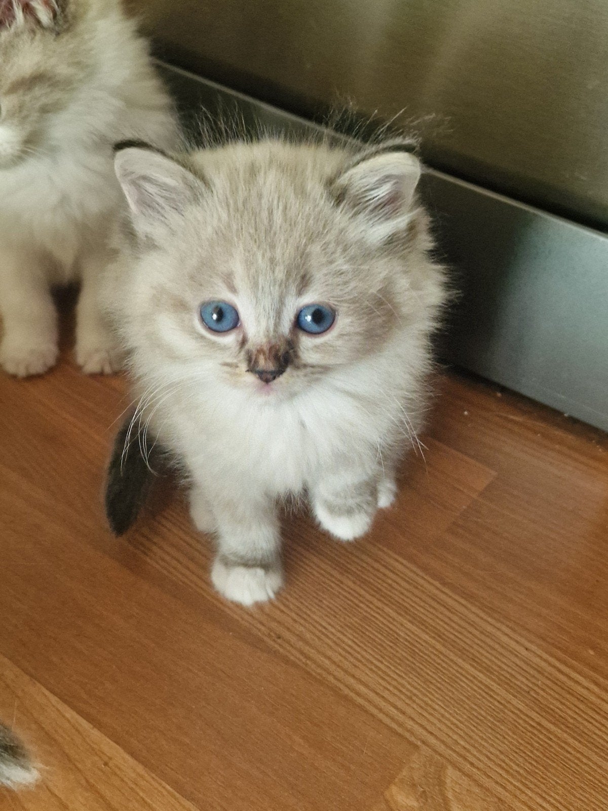 Ragdoll kittens te koop, Dieren en Toebehoren, Katten en Kittens | Raskatten | Langhaar, Meerdere dieren, Ontwormd, 0 tot 2 jaar