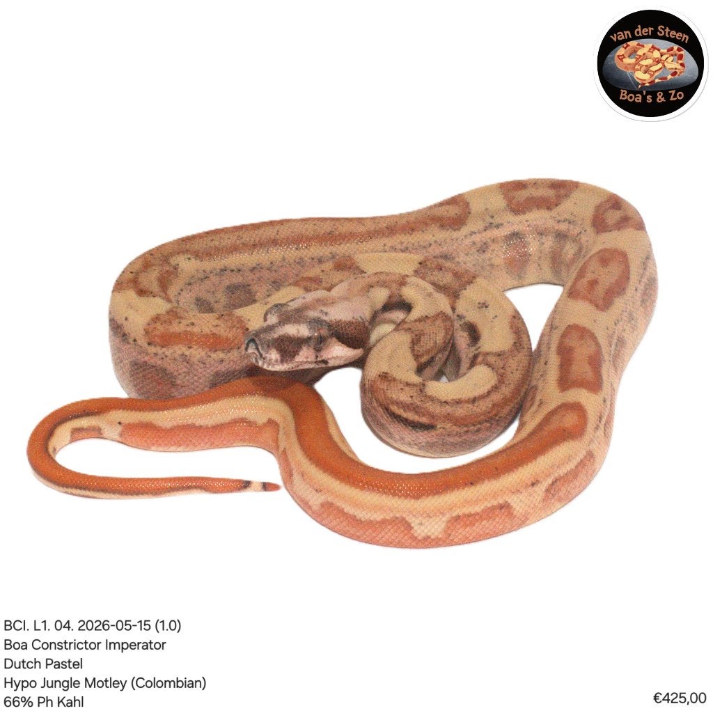 Boa Constrictor Imperator Litter 01 2026 Boa Constrictor photo 3