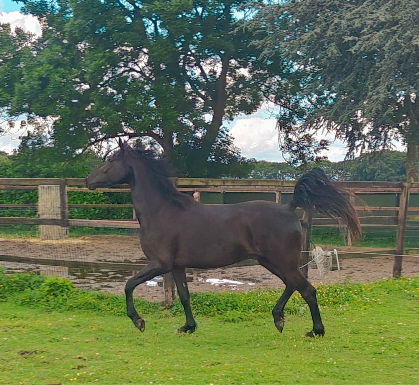 Black Beauty veelbelovende 4 jarige ruin (Vivaldi/Krack C), Dieren en Toebehoren, Paarden, Ruin, 165 tot 170 cm, 3 tot 6 jaar