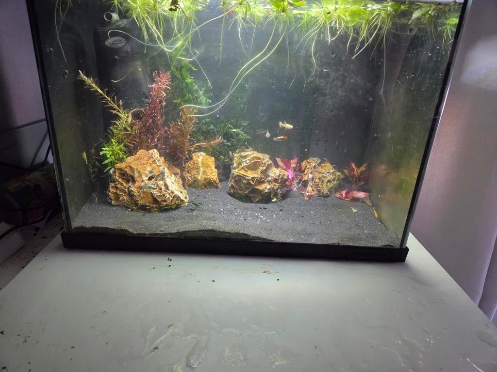 Superfish 50 met gele garnalen en guppen, Ophalen, Superfish, Inclusief toebehoren, Gevuld zoetwateraquarium