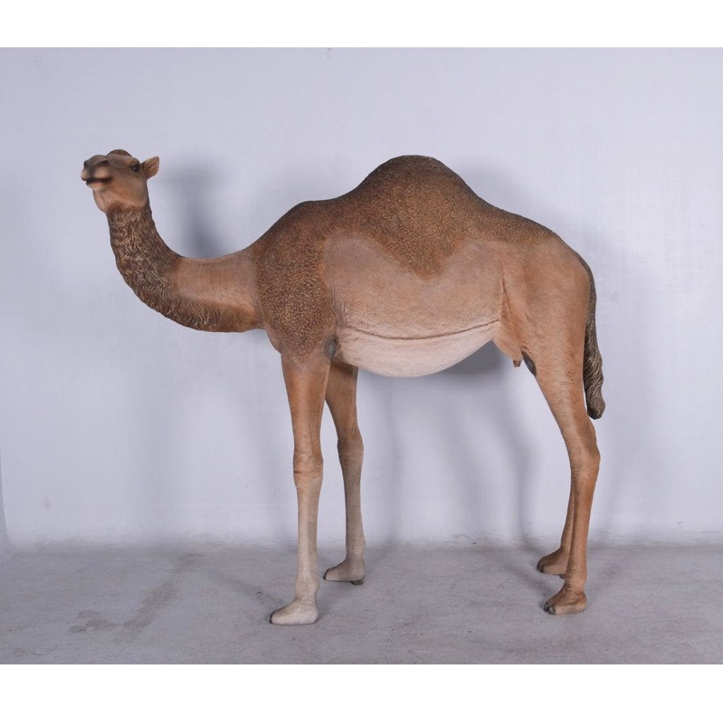 Dromedary Camel – Dromedaris beeld Lengte 250 cm, Verzamelen, Ophalen, Nieuw, Overige typen