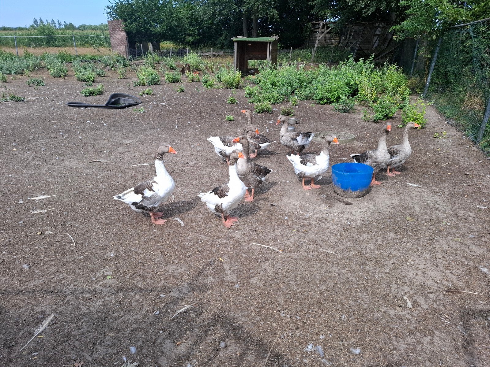 gratis op halen, Dieren en Toebehoren, Geslacht onbekend, Gans of Zwaan