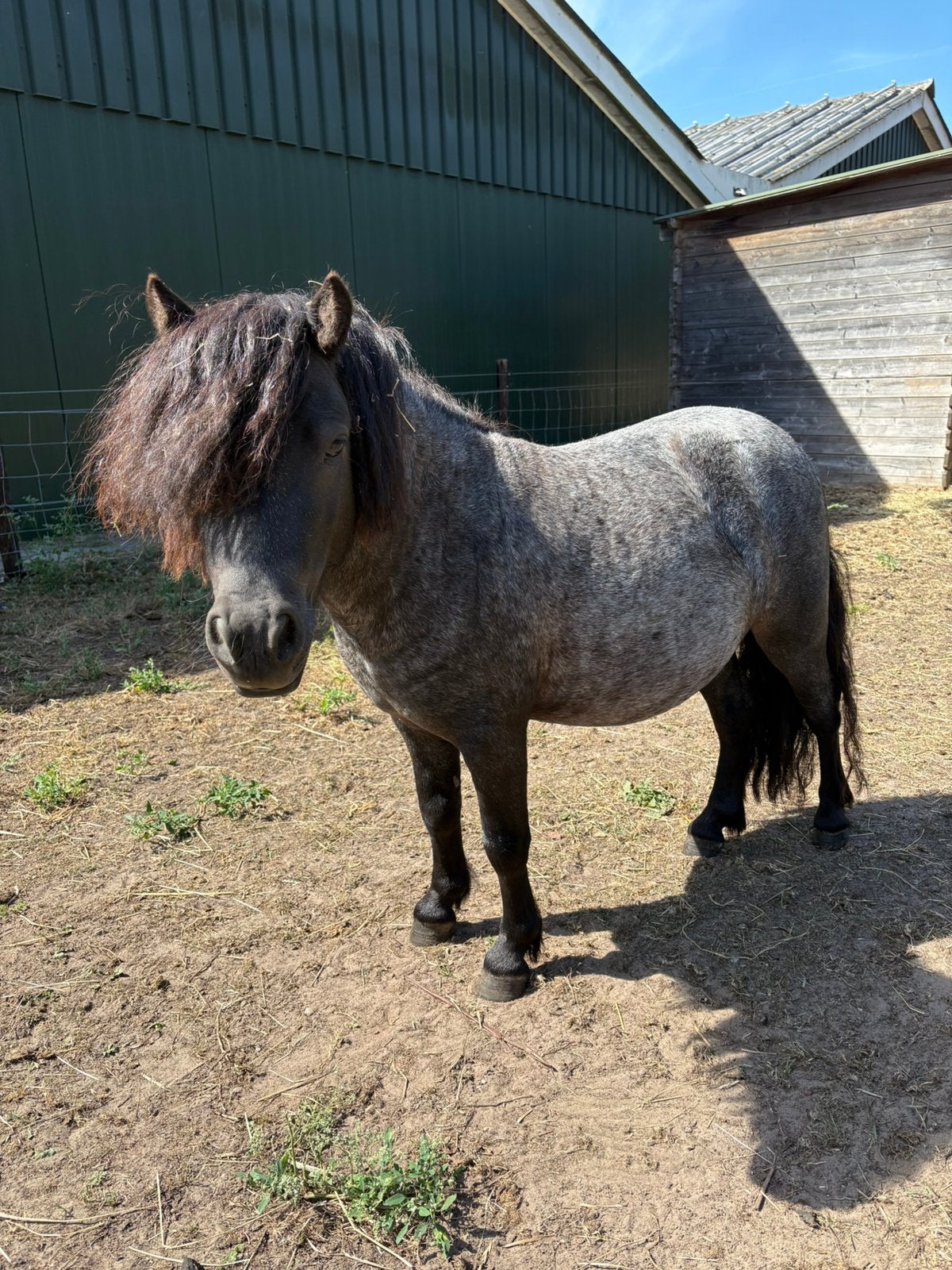 Shetlander zwart roan moorkopschimmel, Dieren en Toebehoren, Pony's, Niet van toepassing, Hengst, A pony (tot 1.17m), 3 tot 6 jaar