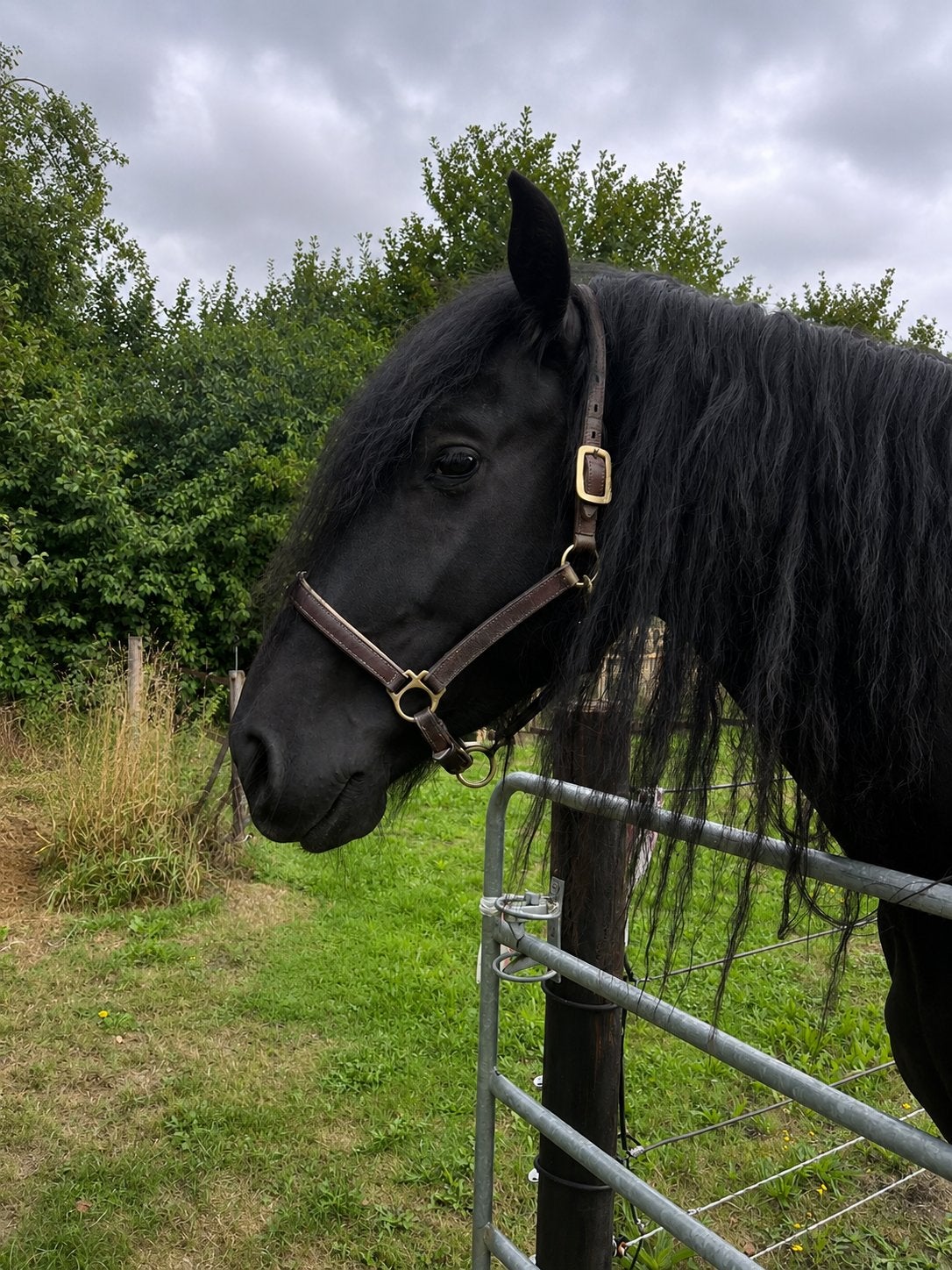Mooie lieve friese hengst te koop, Gechipt, Hengst, 3 tot 6 jaar, Onbeleerd