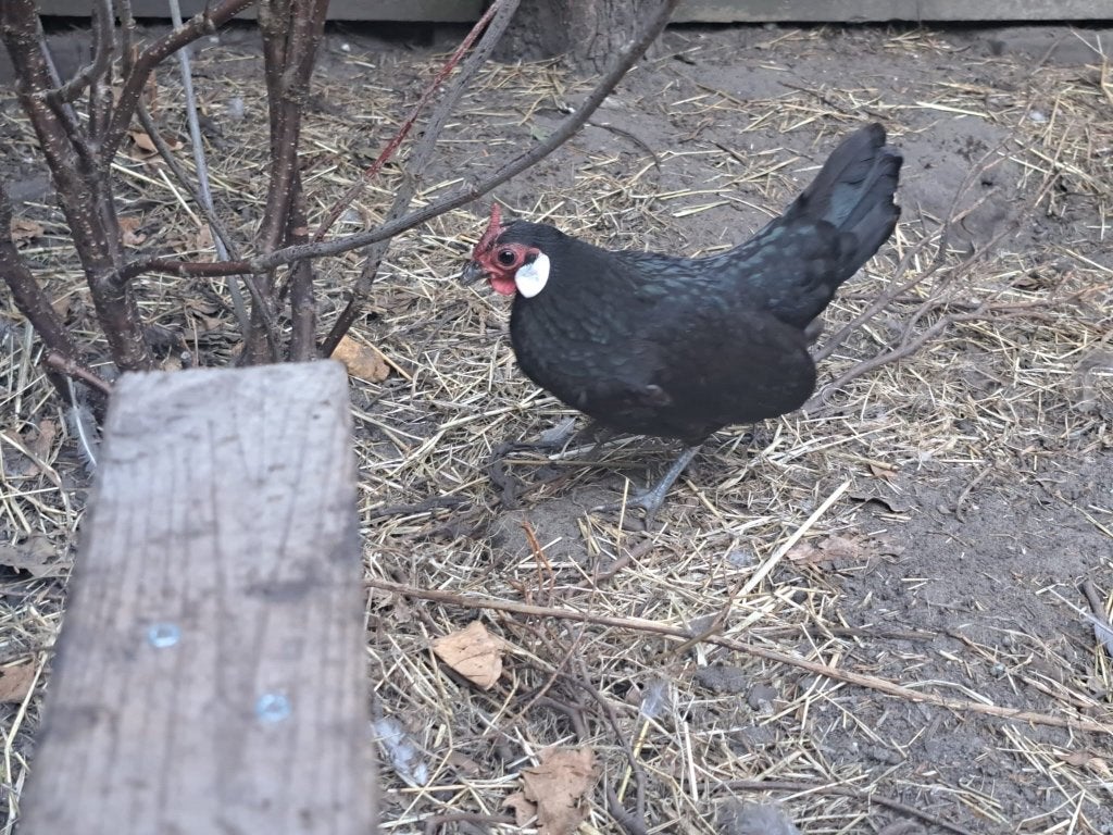 Java kriel hen, Dieren en Toebehoren, Vrouwelijk, Kip