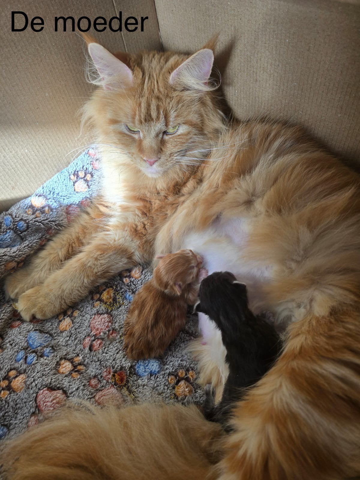 Te koop nog 1 main coone poesje, Dieren en Toebehoren, Katten en Kittens | Overige Katten, Meerdere dieren