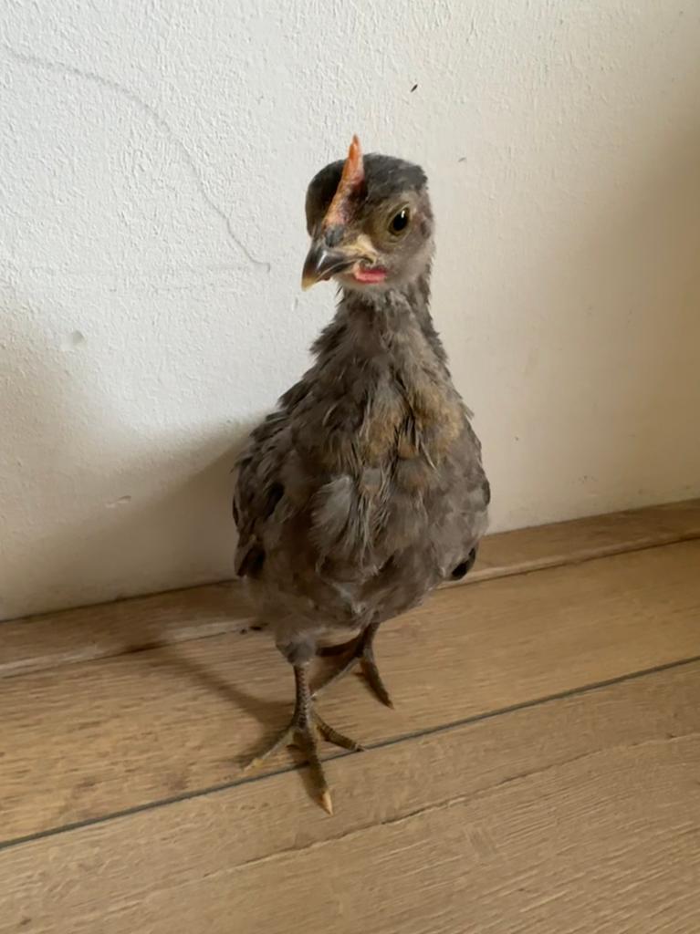 Serama kuiken, Geslacht onbekend, Kip