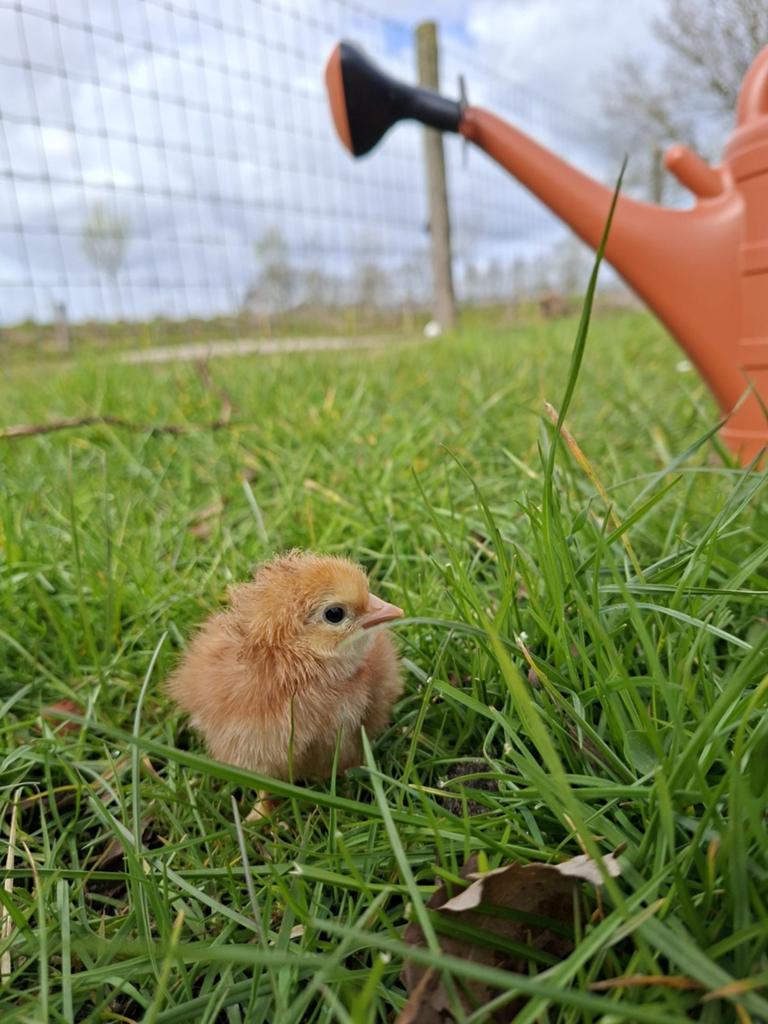 15 Rhode Island red kuikens te koop (15-05-2026), Dieren en Toebehoren, Pluimvee, Kip