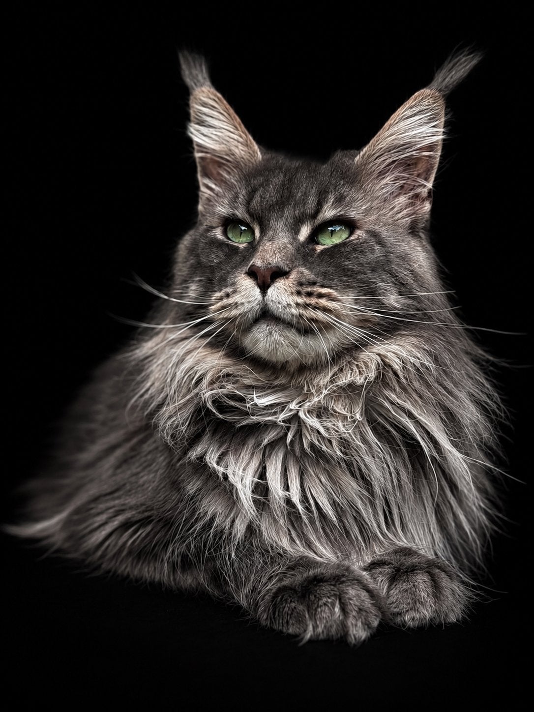 Russische maine coon dekkater (niet te koop), Kater, Langharig, 3 tot 5 jaar