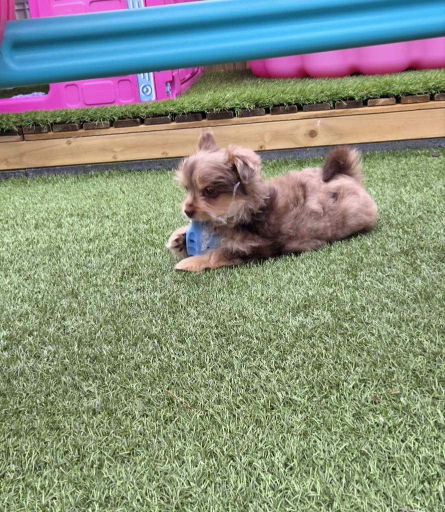 Super mooie pups, Parvo, Overige rassen, 8 tot 15 weken, Meerdere
