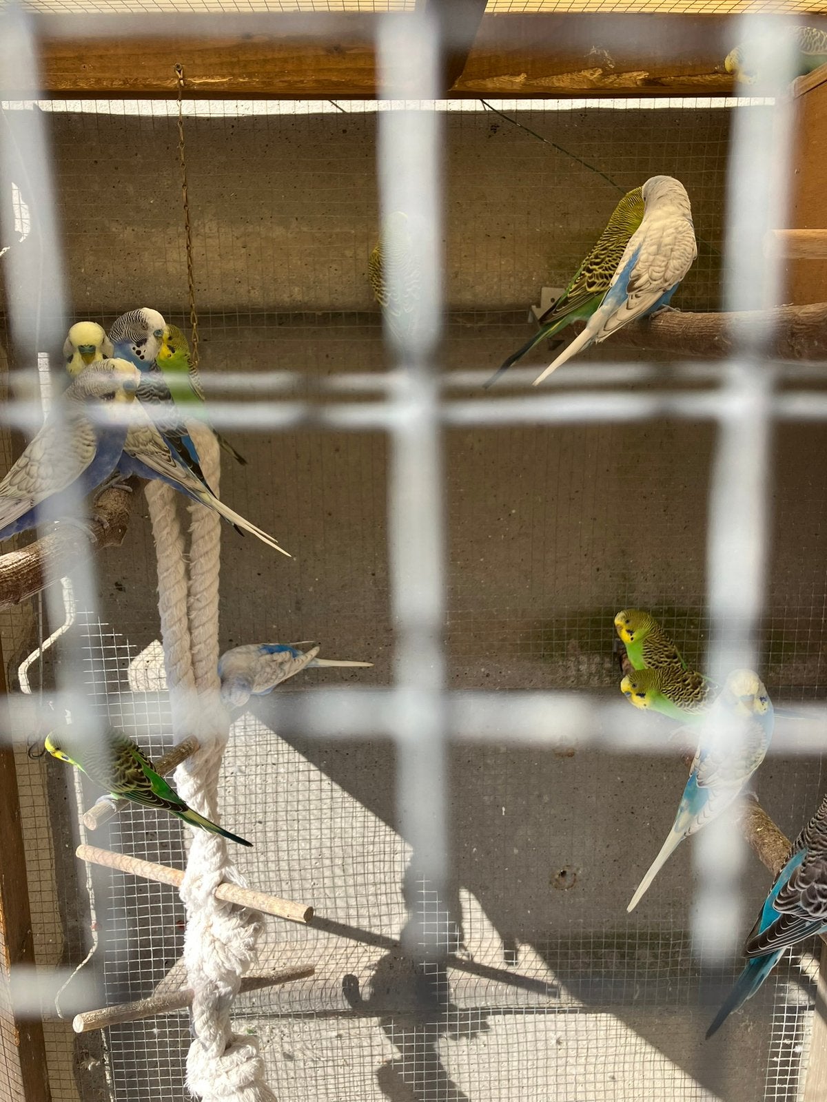3 koppels groene grasparkieten, Dieren en Toebehoren, Vogels | Parkieten en Papegaaien, Meerdere dieren, Parkiet