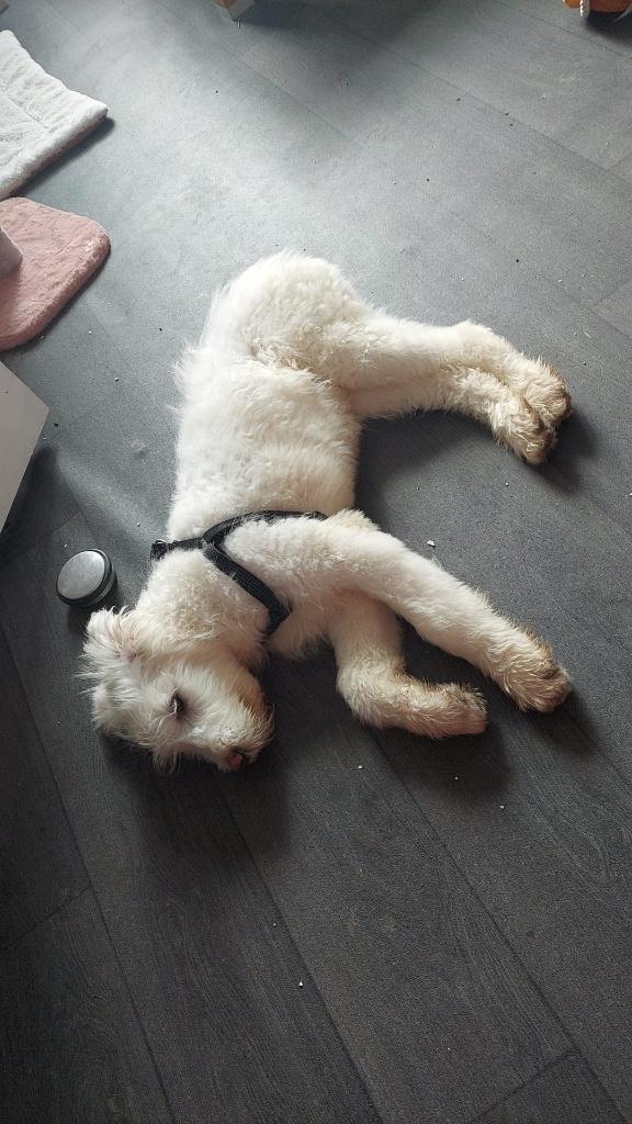 zuid russische herder puppy, Dieren en Toebehoren, Honden | Herdershonden en Veedrijvers, Particulier, 15 weken tot 1 jaar, Reu