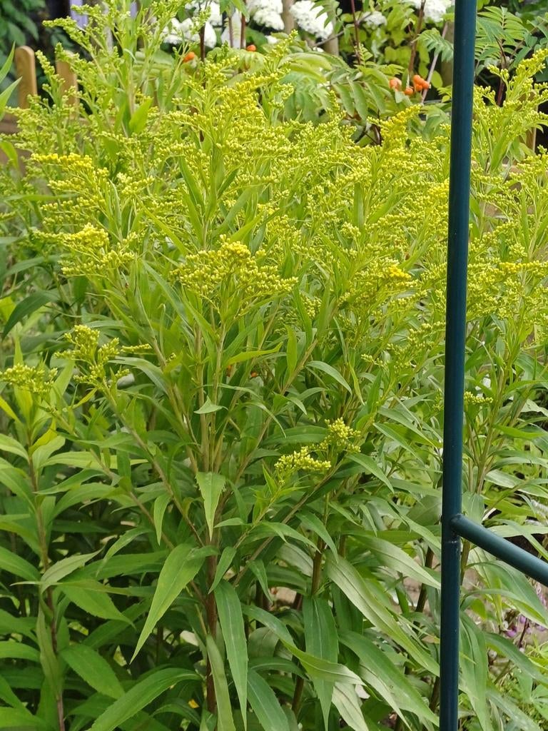 Solidago Guldenroede, Ophalen of Verzenden, Gehele jaar, Volle zon, Zaad