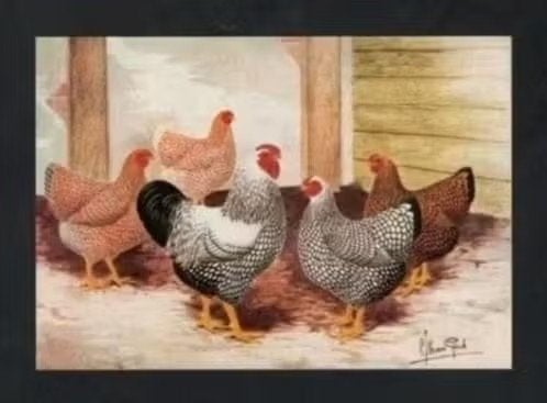 Pluimvee Kippen Wyandotte Gezoomd Boerderij, Van Gink., Ophalen of Verzenden, 1980 tot heden, Ongelopen, Vogel