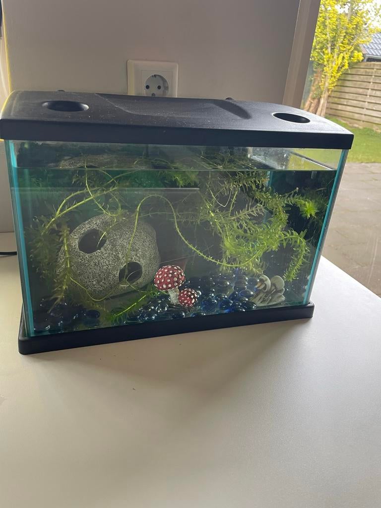 Aquarium met vissen, Dieren en Toebehoren, Ophalen, Gebruikt, Gevuld zoetwateraquarium