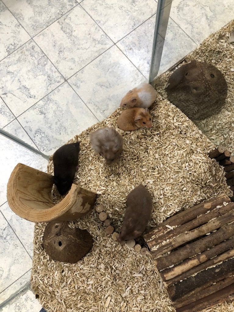Goudhamsters / Syrische hamsters man (5wkn), Dieren en Toebehoren, Hamster, Mannelijk, Juli, Tam