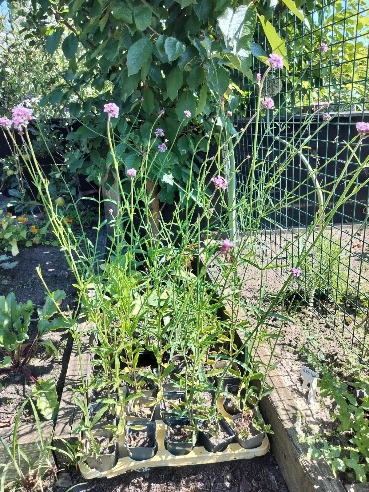 Verbena Bonariensis, Ophalen of Verzenden, Overige soorten, Volle zon