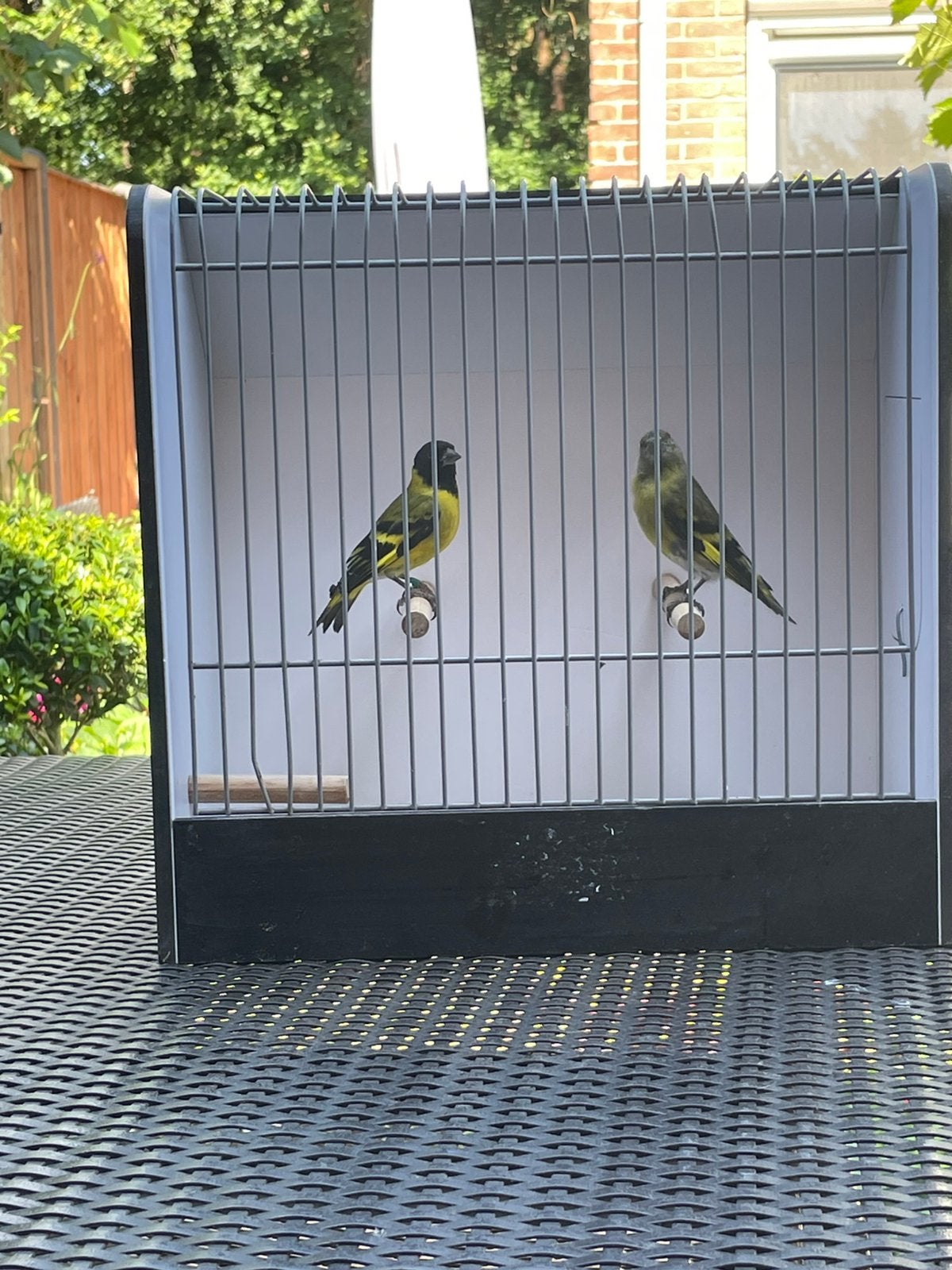 Koppel Zwartkopsijs, Meerdere dieren, Tropenvogel