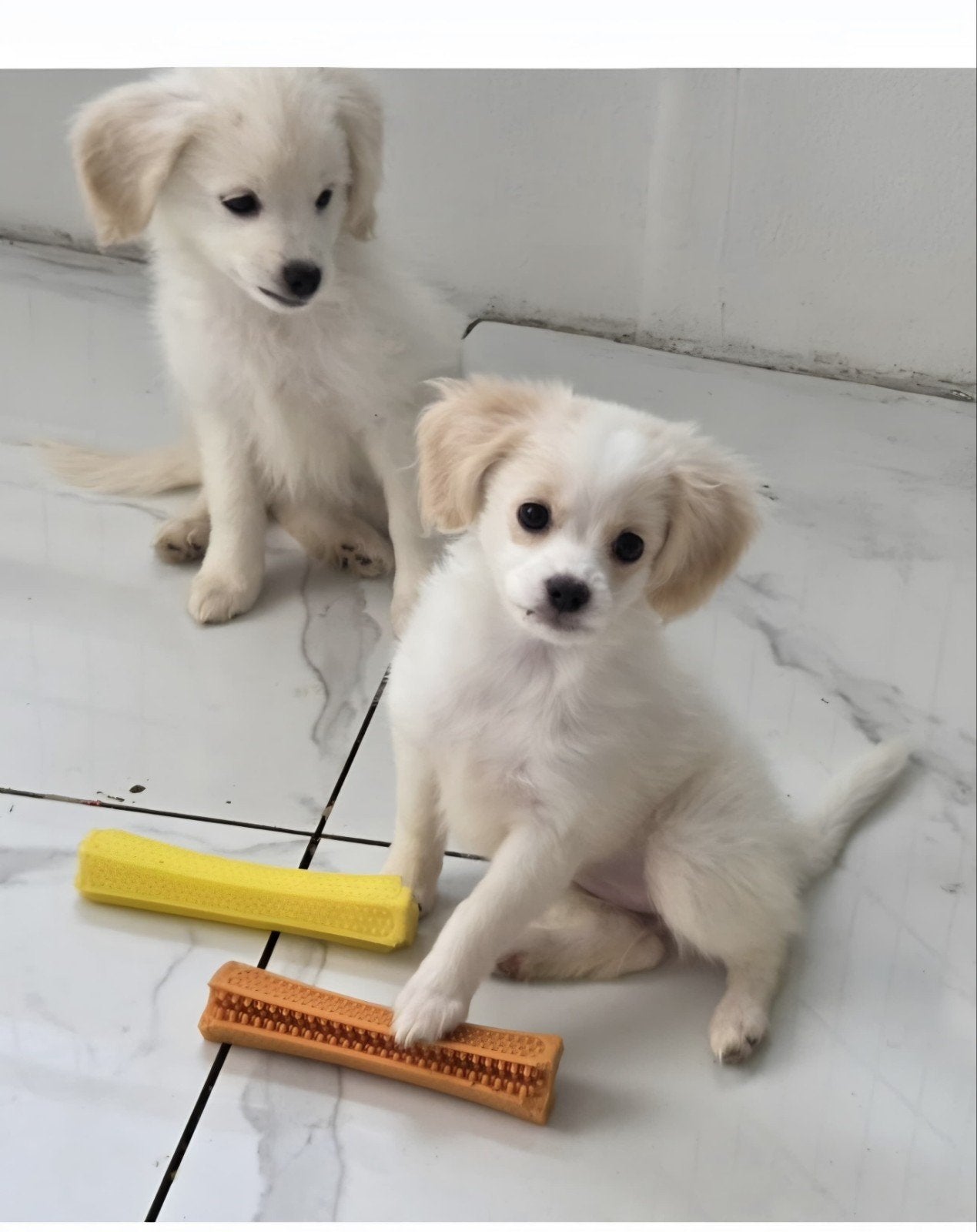 Cockeranian, 8 tot 15 weken, Parvo, Meerdere, Meerdere dieren