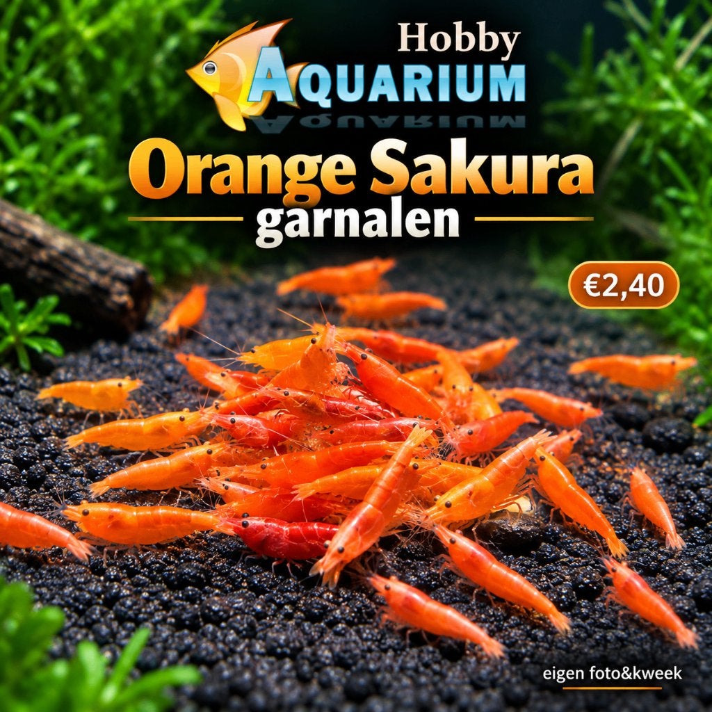 Orange Sakura garnalen / mooi op kleur, Kreeft, Krab of Garnaal, Zoetwatervis, Schoolvis