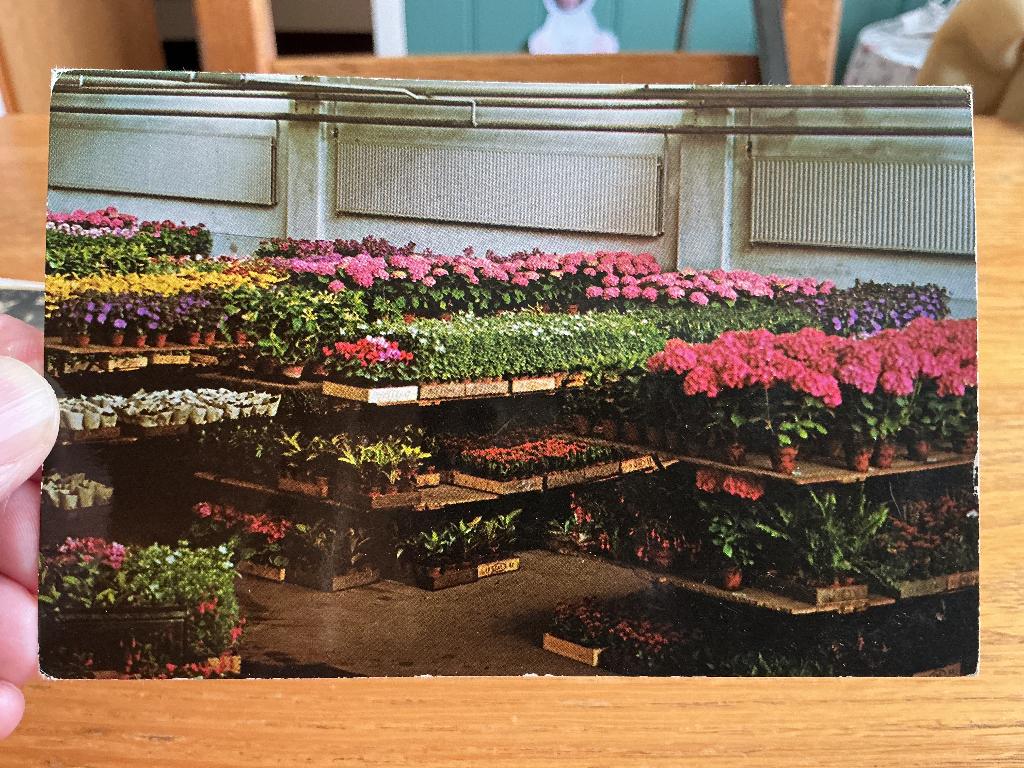 Aalsmeer veiling potplanten, Verzamelen, Ansichtkaarten | Nederland, Verzenden, 1960 tot 1980, Ongelopen, Noord-Holland