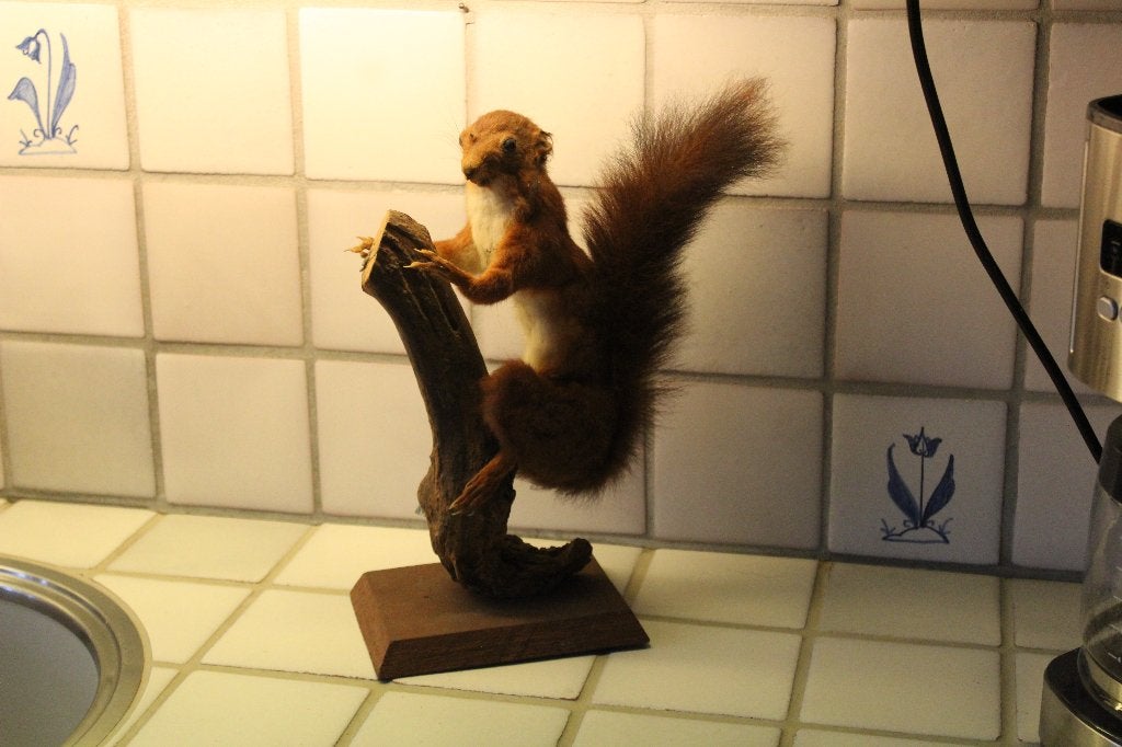taxidermie eekhoorn, Ophalen of Verzenden, Zo goed als nieuw, Wild dier, Opgezet dier